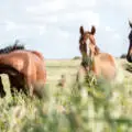 Laser Therapy for Equine Applications