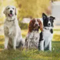 Advanced Laser Therapy for Dogs