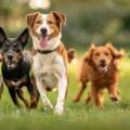 U-Vet: A New Approach to Supporting Infection Management in Small Animals
